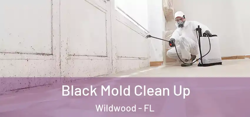  Black Mold Clean Up Wildwood - FL
