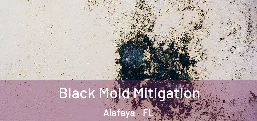  Black Mold Mitigation Alafaya - FL