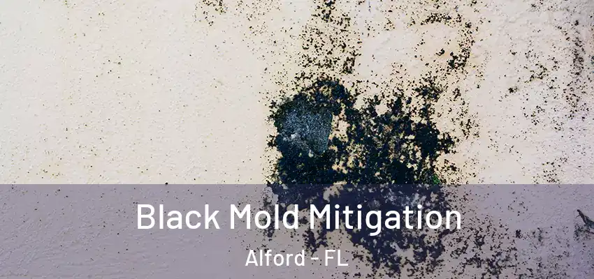  Black Mold Mitigation Alford - FL