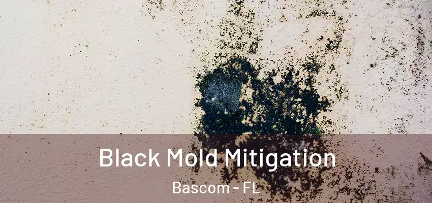 Black Mold Mitigation Bascom - FL