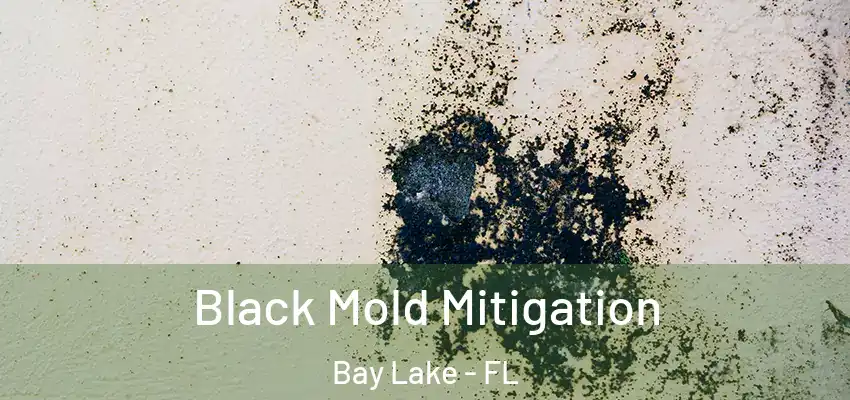  Black Mold Mitigation Bay Lake - FL