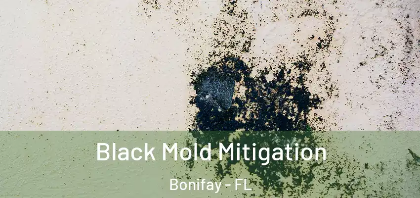  Black Mold Mitigation Bonifay - FL