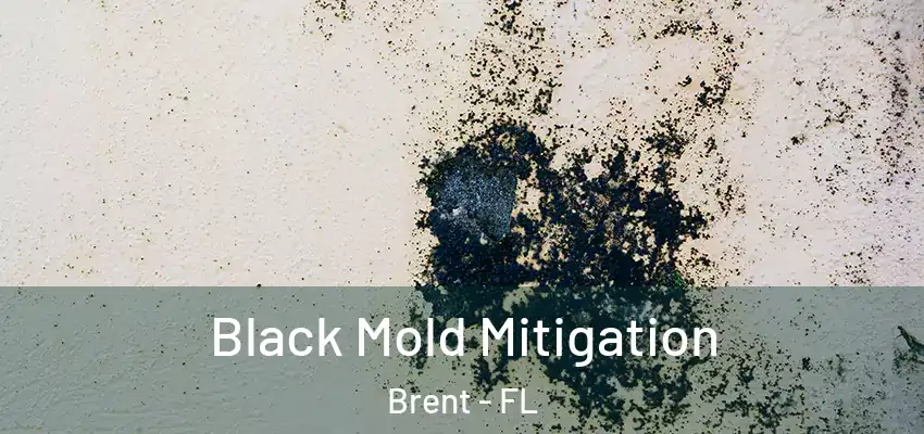 Black Mold Mitigation Brent - FL