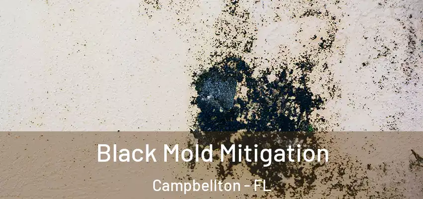  Black Mold Mitigation Campbellton - FL