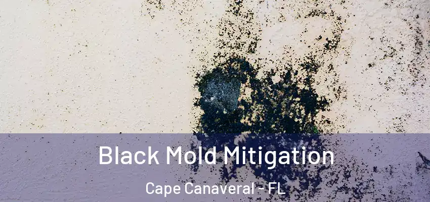  Black Mold Mitigation Cape Canaveral - FL