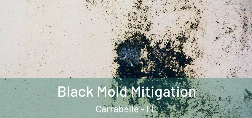  Black Mold Mitigation Carrabelle - FL