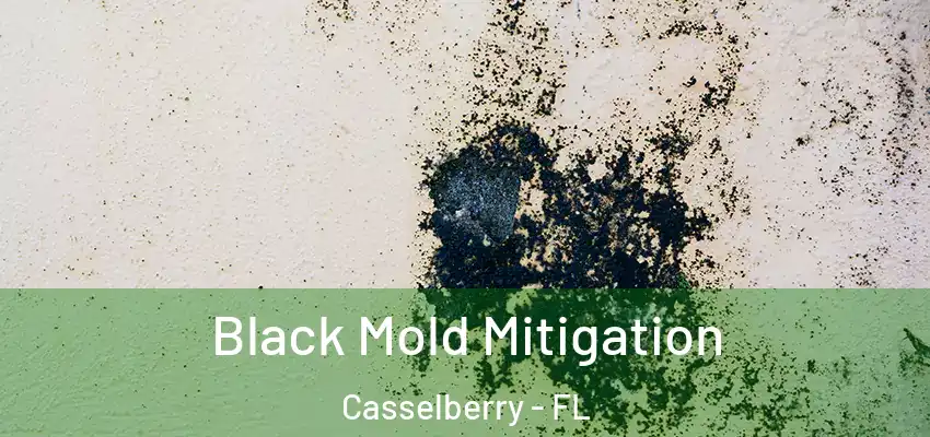  Black Mold Mitigation Casselberry - FL