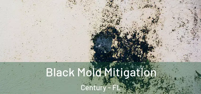  Black Mold Mitigation Century - FL