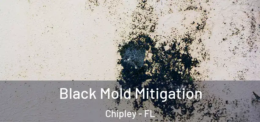  Black Mold Mitigation Chipley - FL
