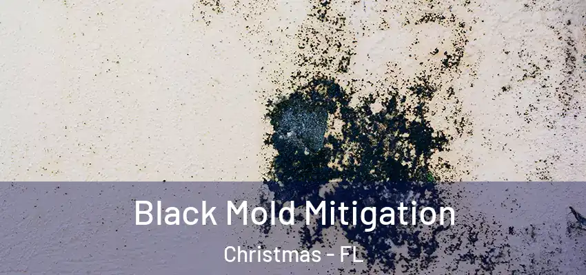  Black Mold Mitigation Christmas - FL