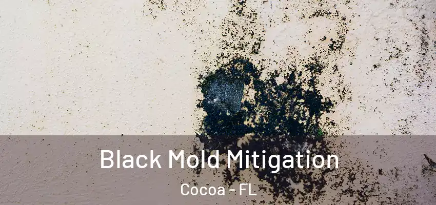  Black Mold Mitigation Cocoa - FL
