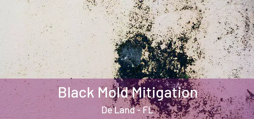  Black Mold Mitigation De Land - FL