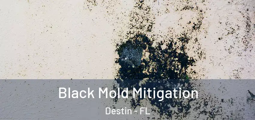 Black Mold Mitigation Destin - FL