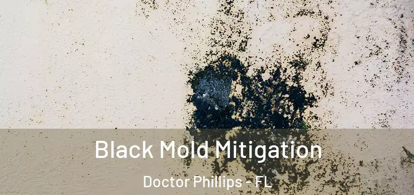  Black Mold Mitigation Doctor Phillips - FL