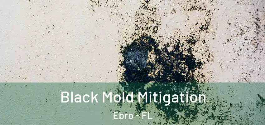  Black Mold Mitigation Ebro - FL