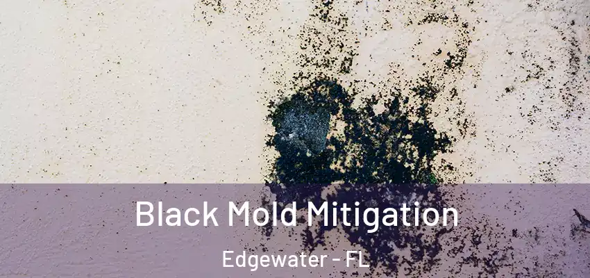  Black Mold Mitigation Edgewater - FL