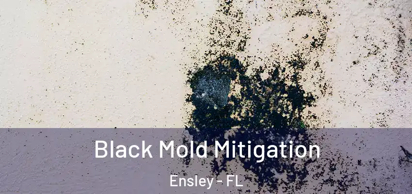 Black Mold Mitigation Ensley - FL