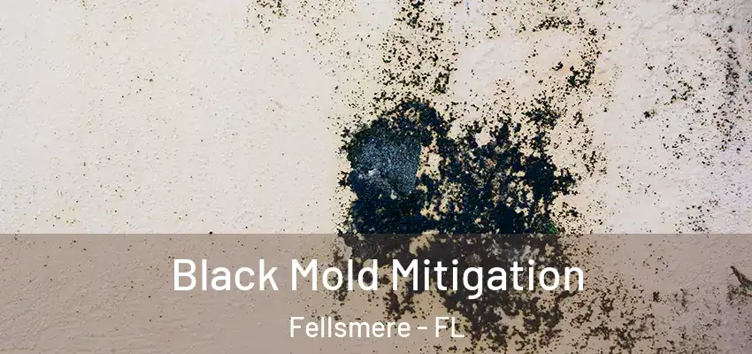  Black Mold Mitigation Fellsmere - FL
