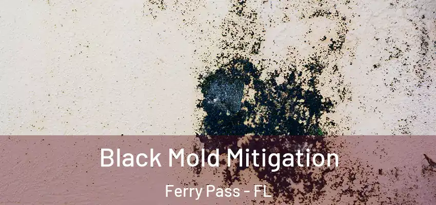 Black Mold Mitigation Ferry Pass - FL