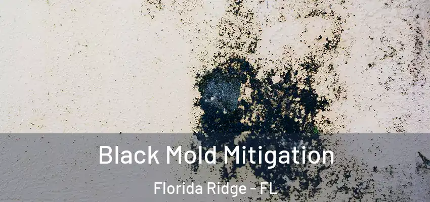 Black Mold Mitigation Florida Ridge - FL
