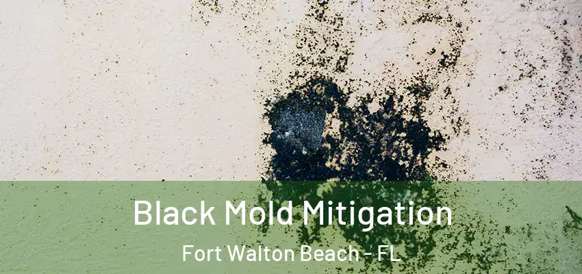 Black Mold Mitigation Fort Walton Beach - FL