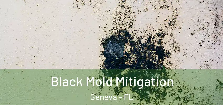  Black Mold Mitigation Geneva - FL