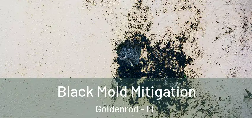 Black Mold Mitigation Goldenrod - FL