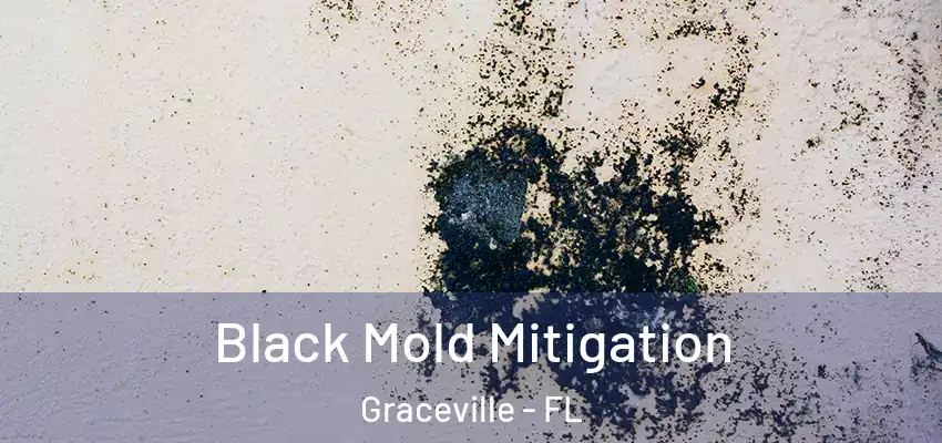  Black Mold Mitigation Graceville - FL