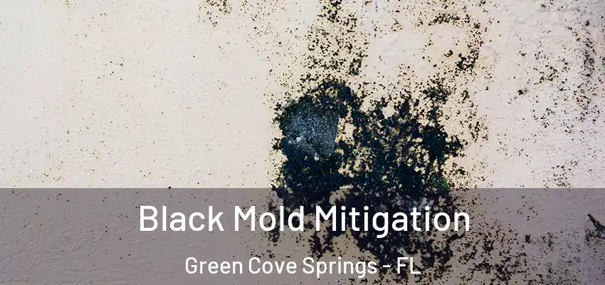  Black Mold Mitigation Green Cove Springs - FL