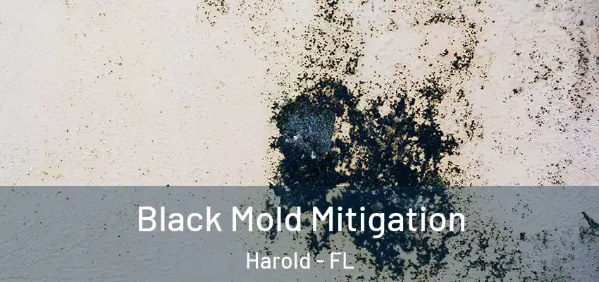 Black Mold Mitigation Harold - FL