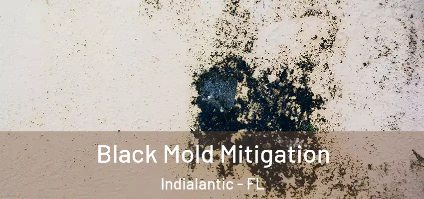 Black Mold Mitigation Indialantic - FL