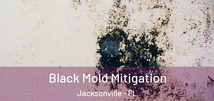  Black Mold Mitigation Jacksonville - FL