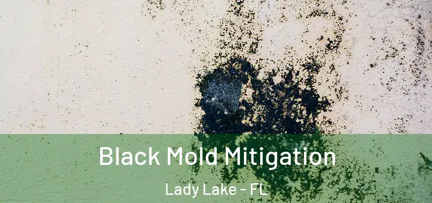  Black Mold Mitigation Lady Lake - FL