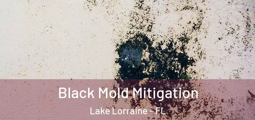 Black Mold Mitigation Lake Lorraine - FL