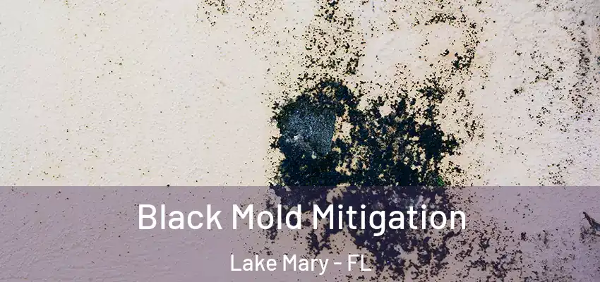  Black Mold Mitigation Lake Mary - FL
