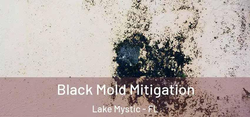 Black Mold Mitigation Lake Mystic - FL