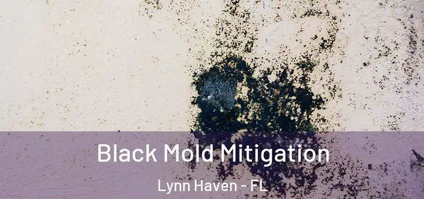  Black Mold Mitigation Lynn Haven - FL