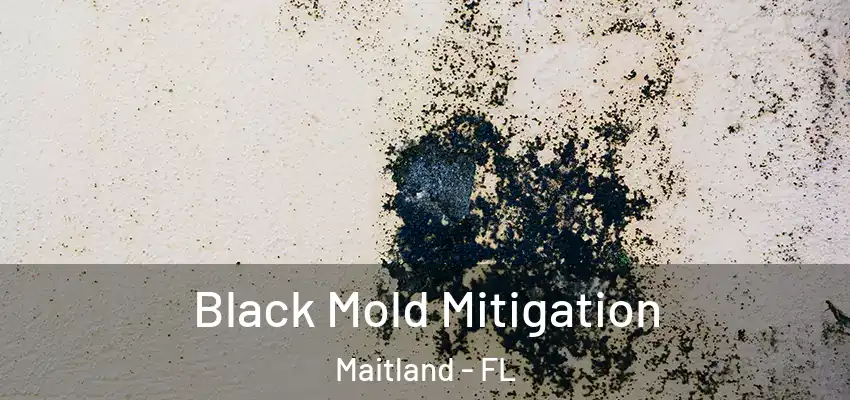  Black Mold Mitigation Maitland - FL