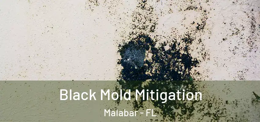  Black Mold Mitigation Malabar - FL