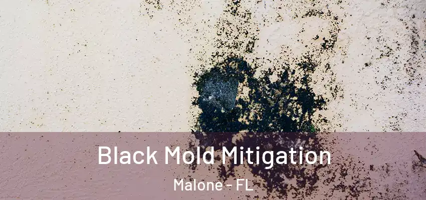  Black Mold Mitigation Malone - FL