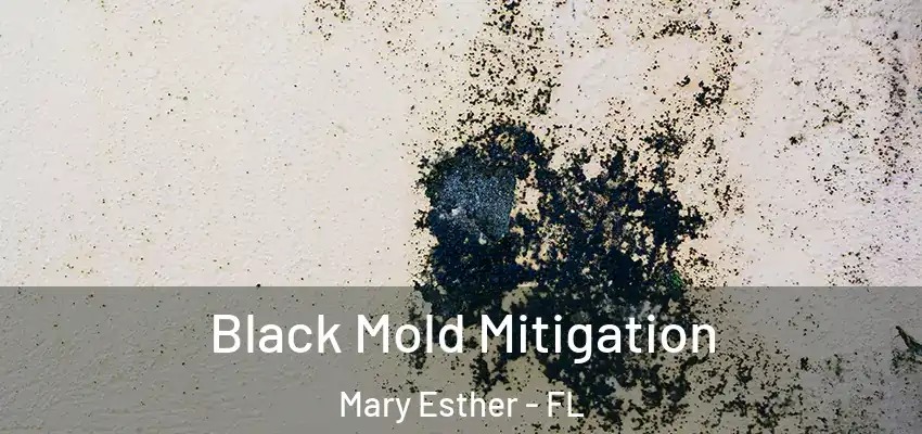 Black Mold Mitigation Mary Esther - FL