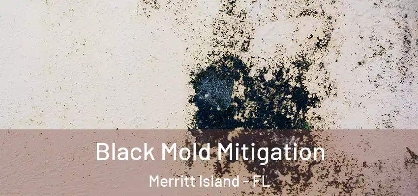  Black Mold Mitigation Merritt Island - FL