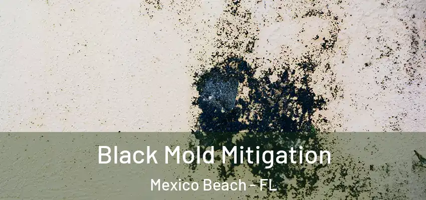  Black Mold Mitigation Mexico Beach - FL