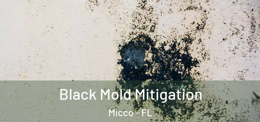 Black Mold Mitigation Micco - FL