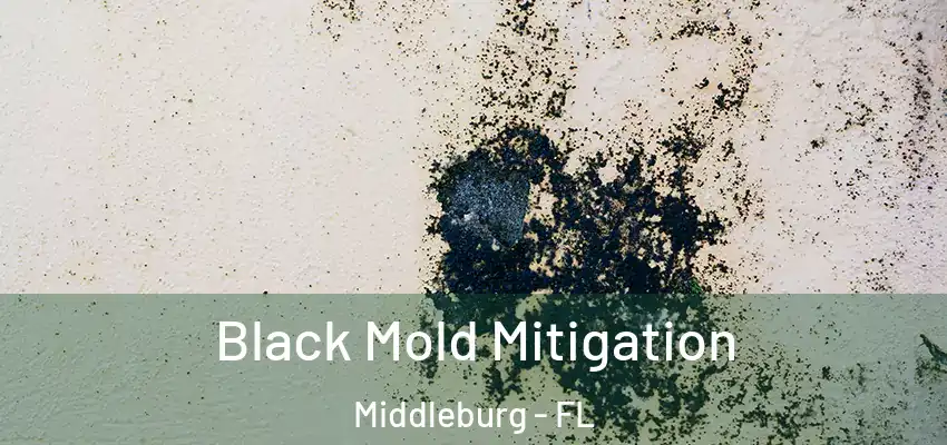  Black Mold Mitigation Middleburg - FL