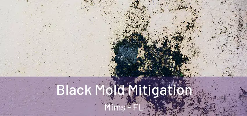  Black Mold Mitigation Mims - FL