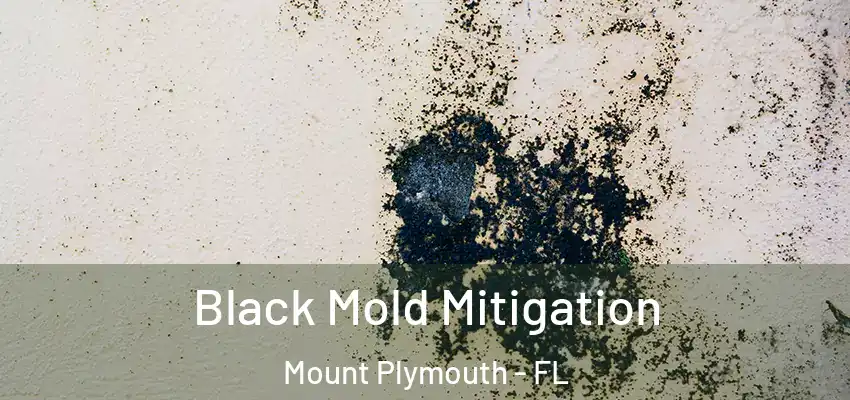  Black Mold Mitigation Mount Plymouth - FL
