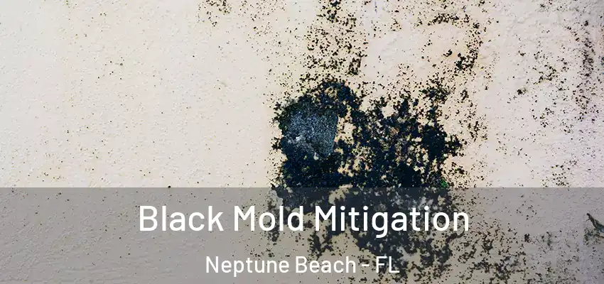 Black Mold Mitigation Neptune Beach - FL