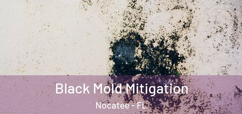Black Mold Mitigation Nocatee - FL