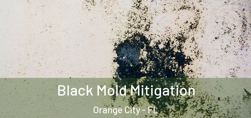 Black Mold Mitigation Orange City - FL